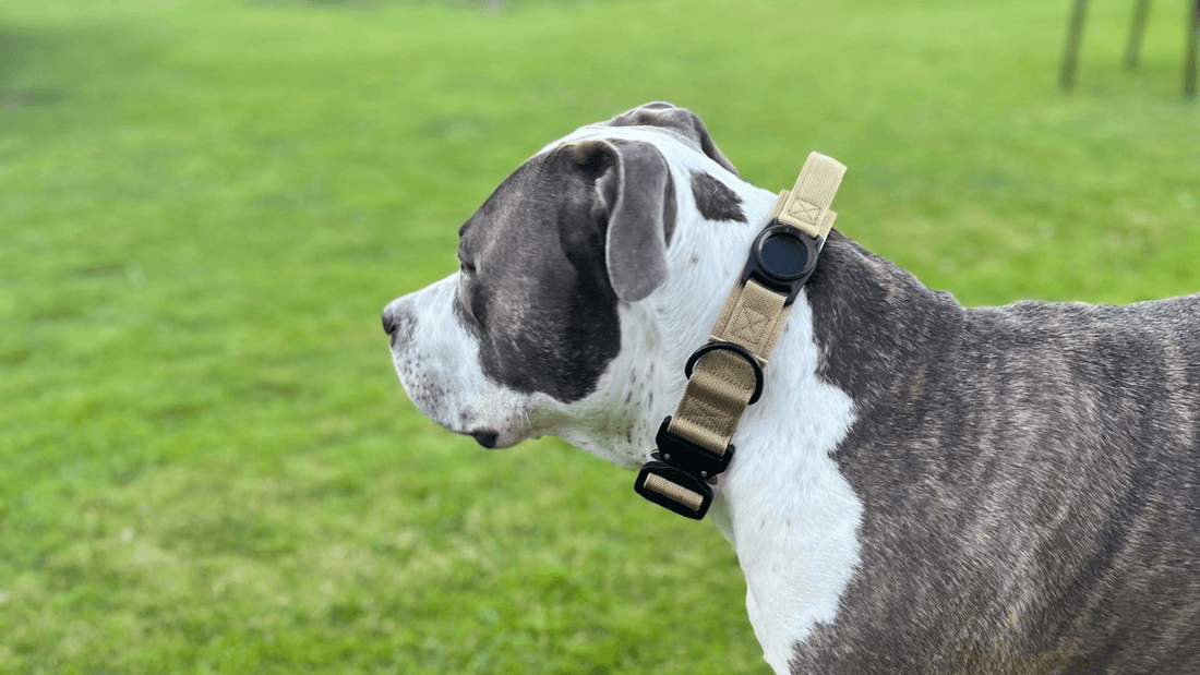 Hur Man Tränar Sin Hund Att Gå i Koppel