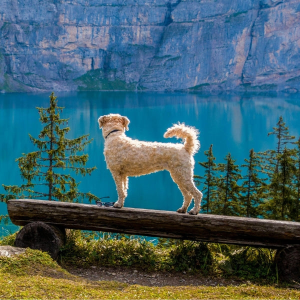 Så Väljer Du Rätt Flytväst för Din Hund: En Komplett Guide